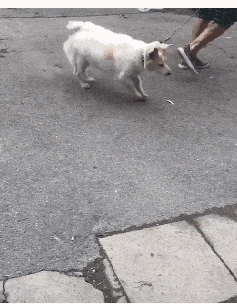 求婚 狗 搞笑