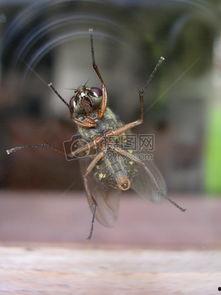 苍蝇腿图片,微观世界的奇妙探险